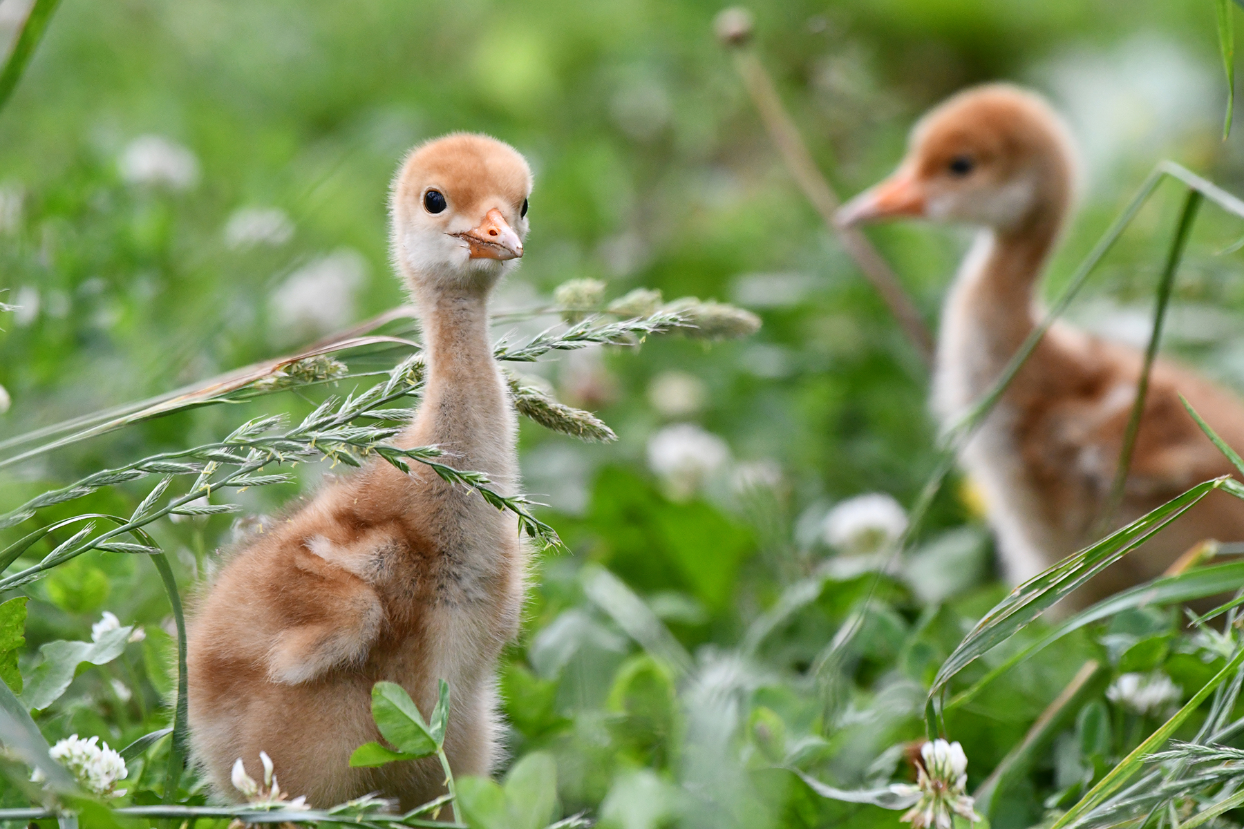 Two red-crowned crane chicks among a field of grasses and clovers.