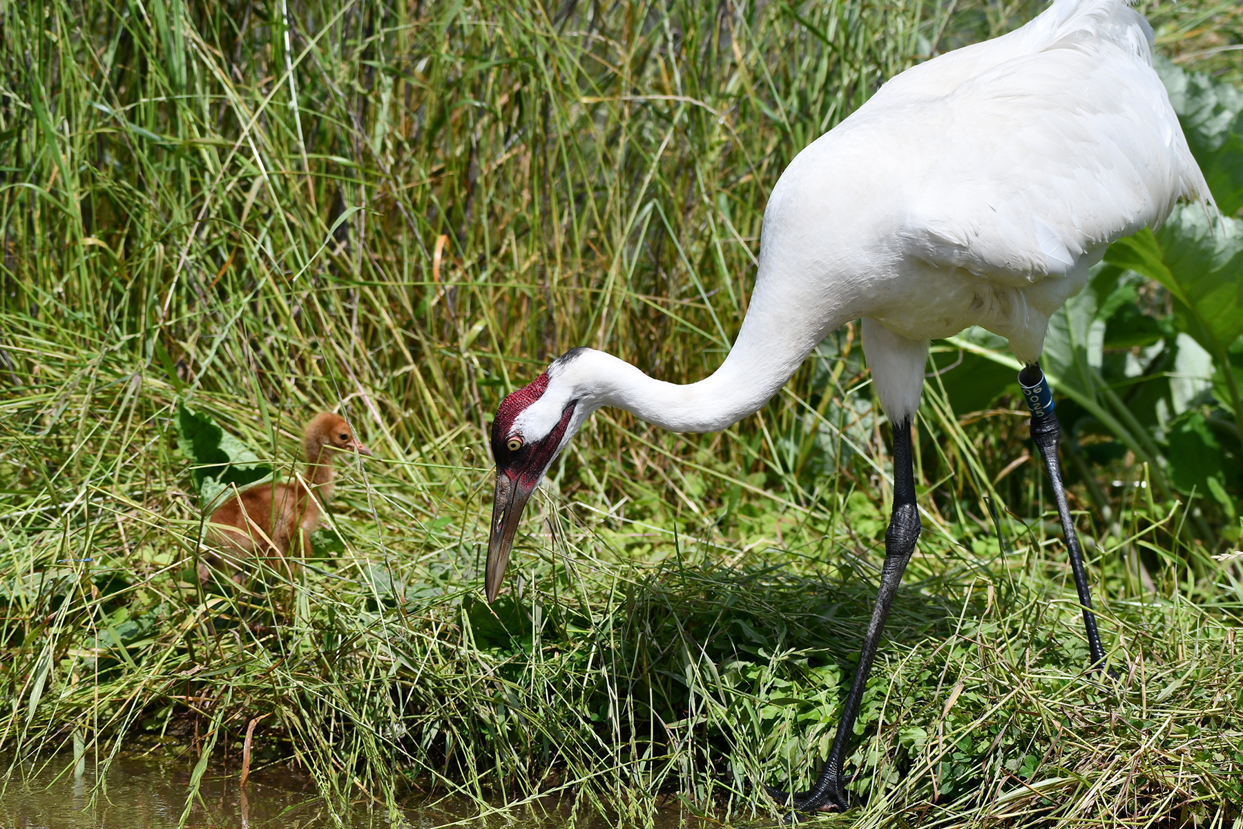 A whooping crane chick pictured with its surrogate parent.