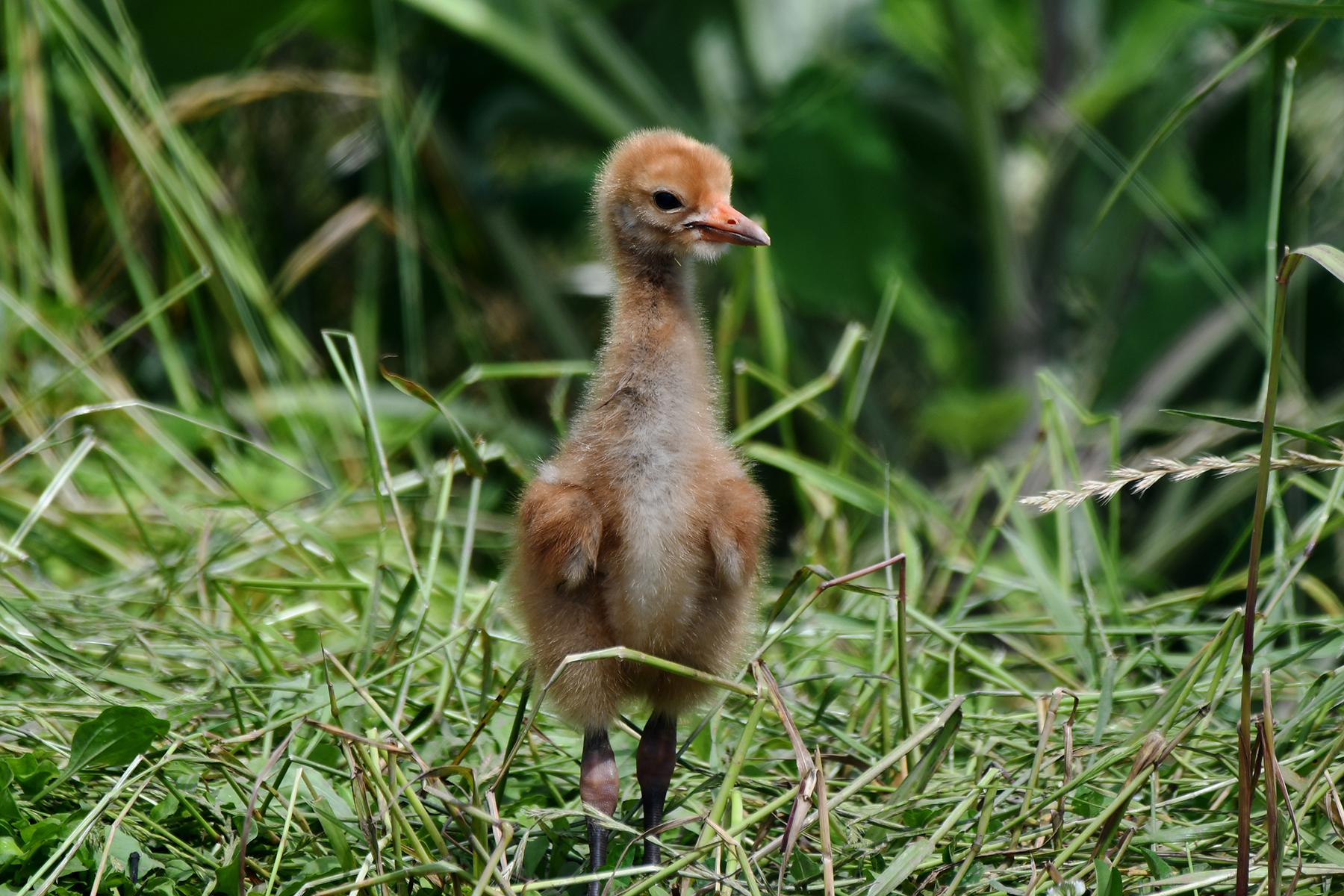 A whooping crane chick stands tall in the grasses. 