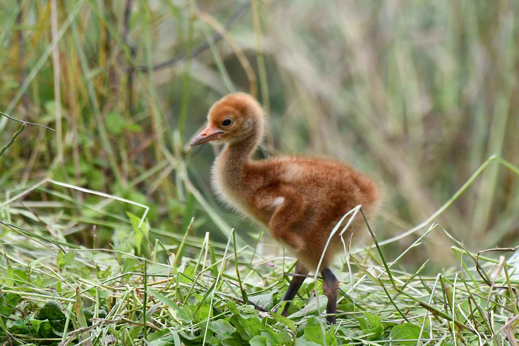 A whooping crane chick strolls through the grasses in its habitat.