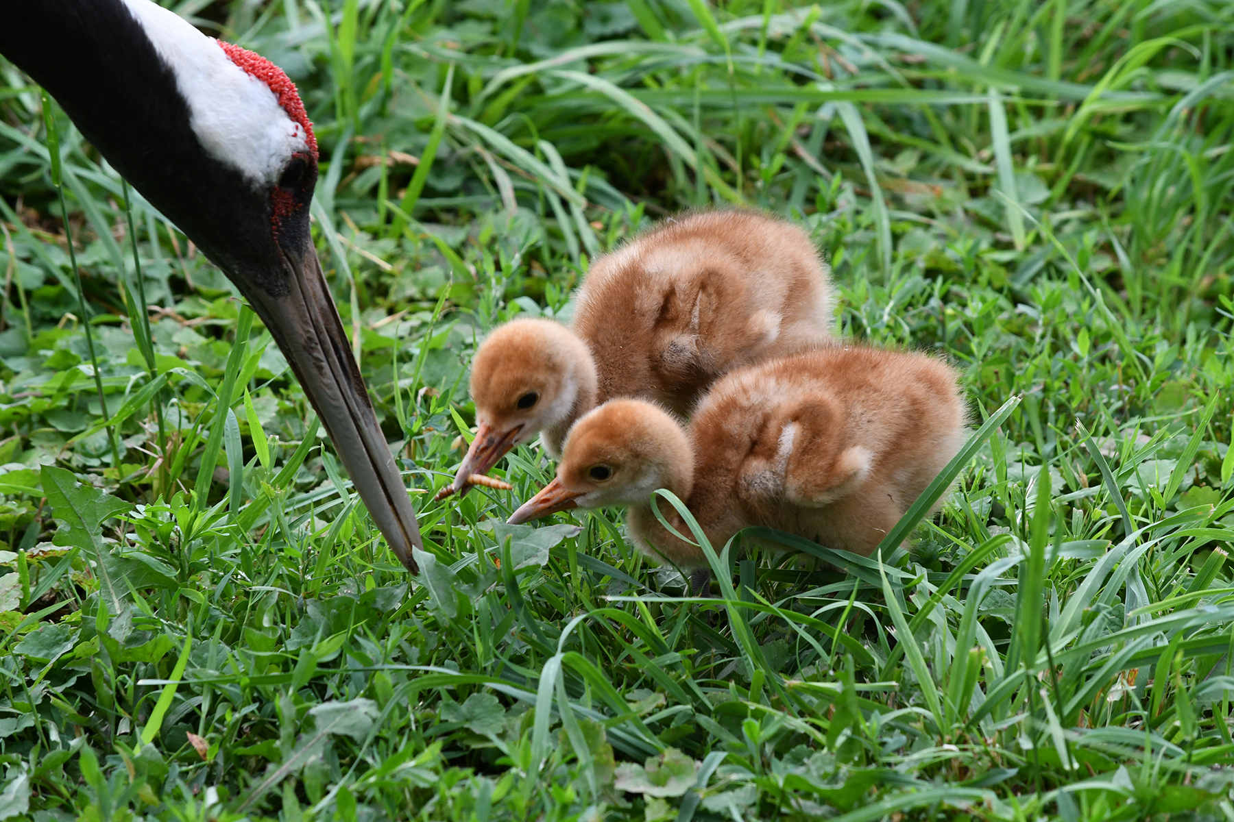 These two red-crowned crane chicks are the third and fourth offspring for their parents, Tara and Prince.