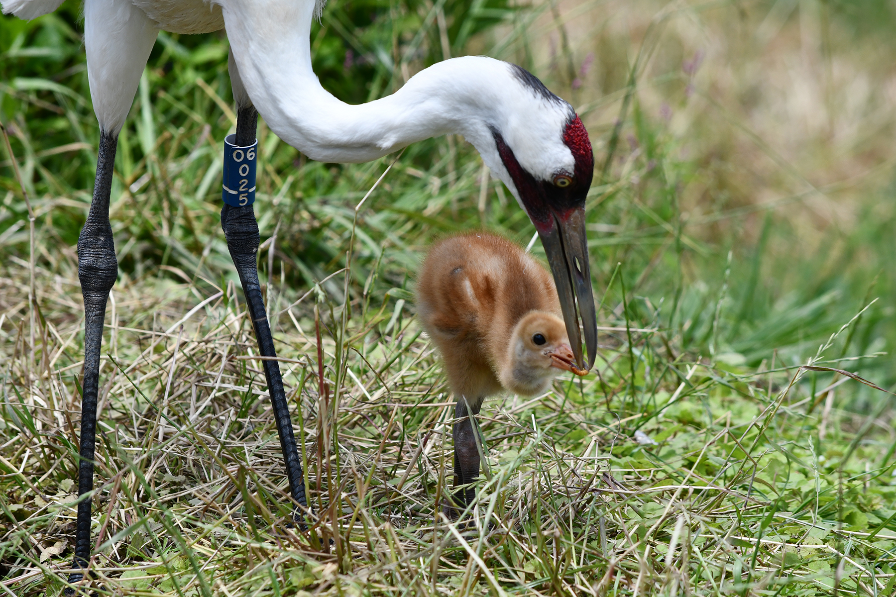 A whooping crane feeds its foster chick.