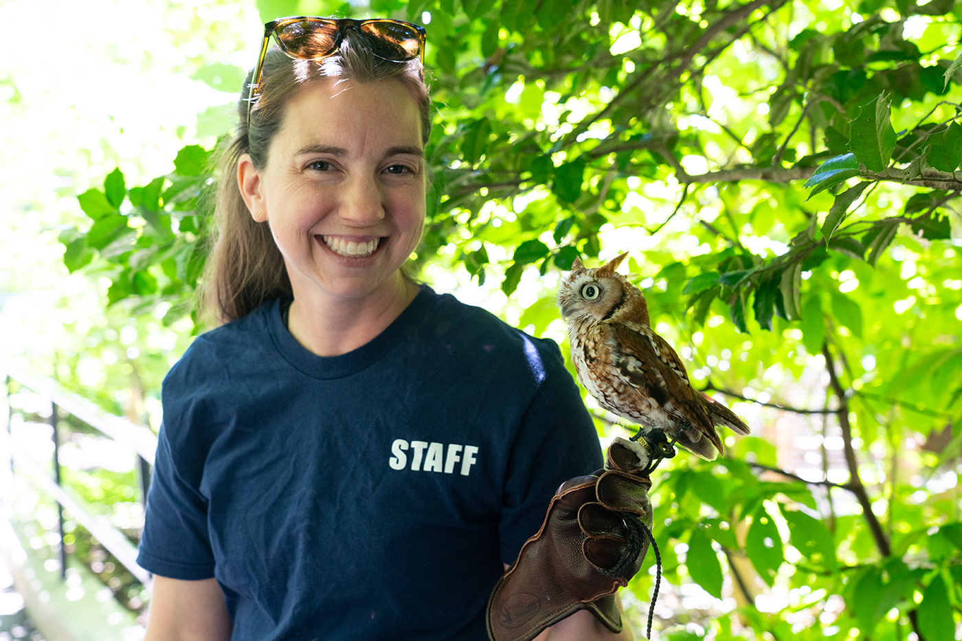 An American Trail keeper with a ponytail and a blue shirt poses with a tiny Eastern screech-owl.