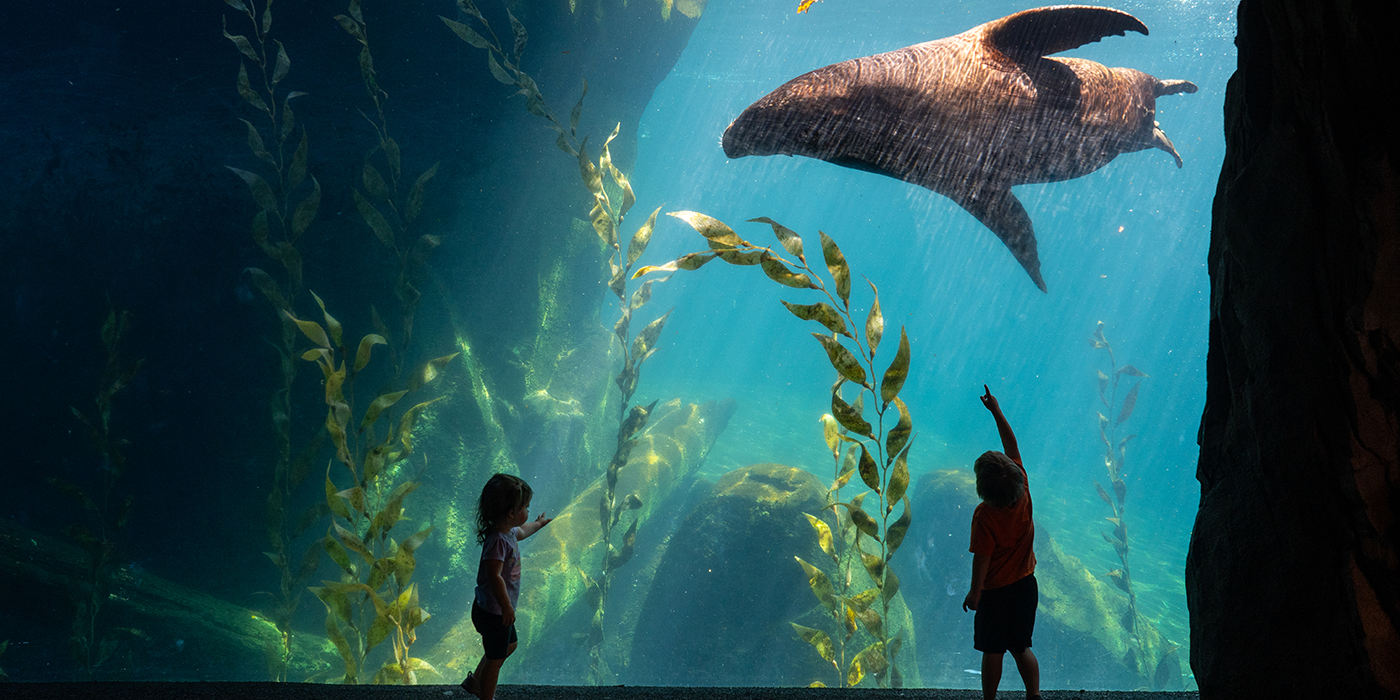 Two small Zoo visitors watch a large sea lion on the American Trail.