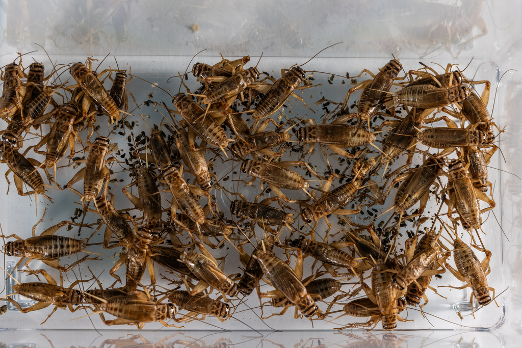 Dozens of brown crickets in a clear container. 