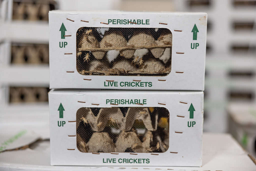 A cardboard box filled with hundreds of crickets.