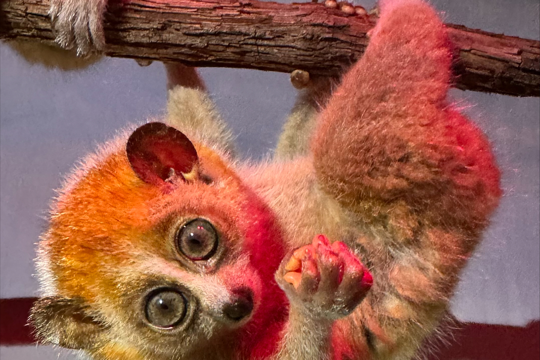 Female pygmy slow loris Azula hangs from a branch in their exhibit.