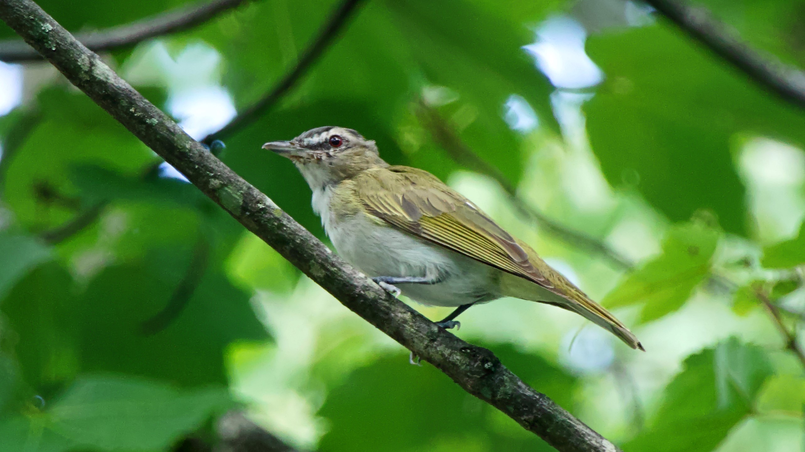 a Red-eyed Vireo perching on a tree branch