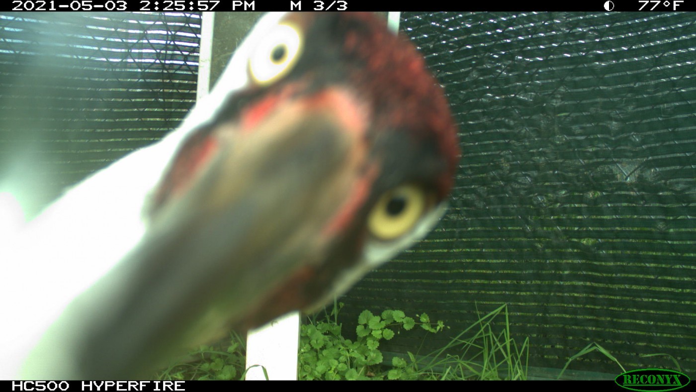 whooping crane peering into a camera