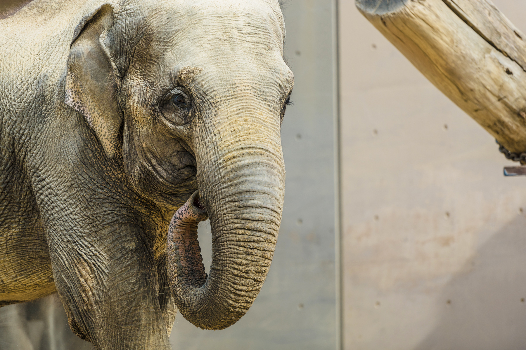 Asian elephant Maharani