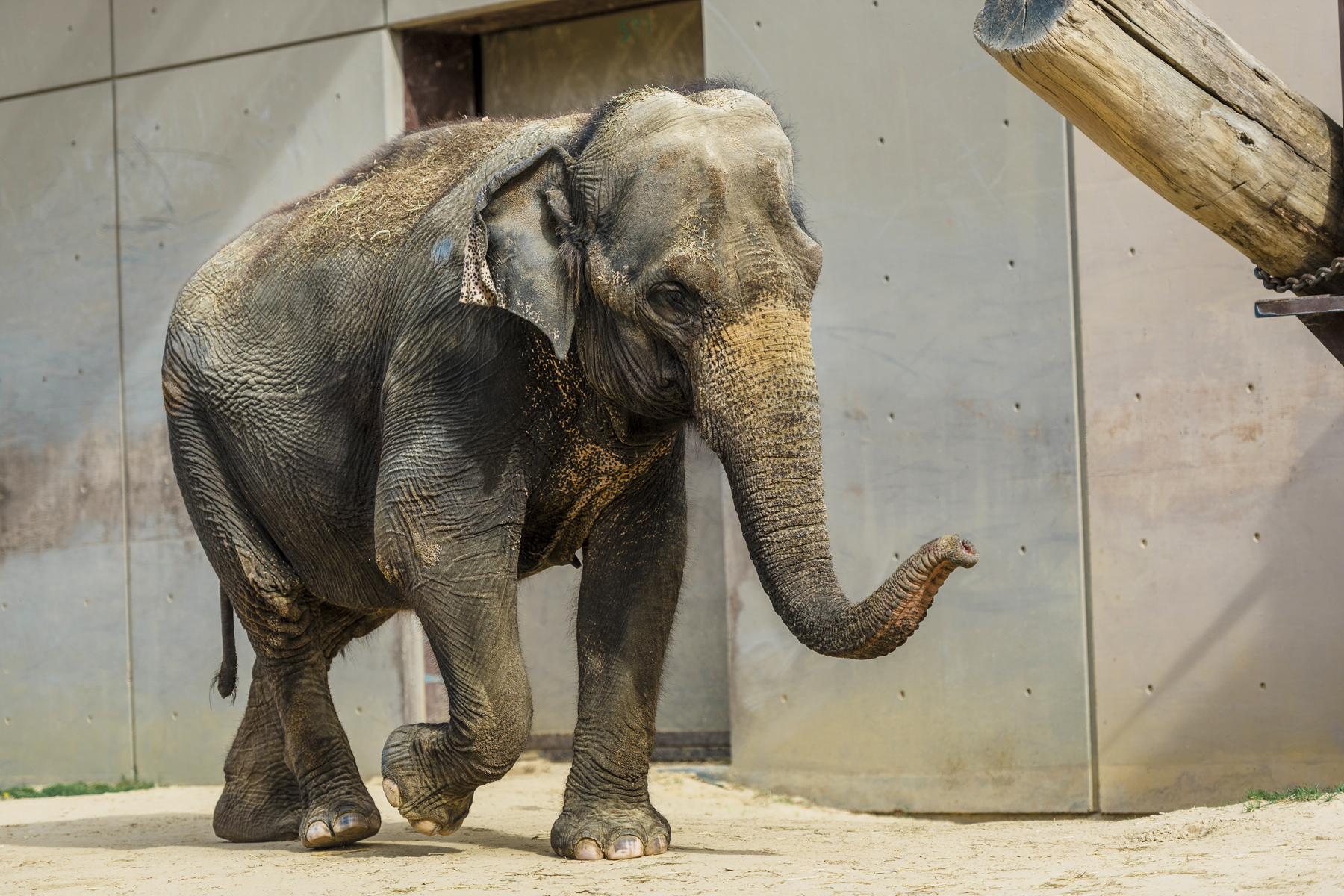 Asian elephant Kamala walks in front of the Elephant Barn