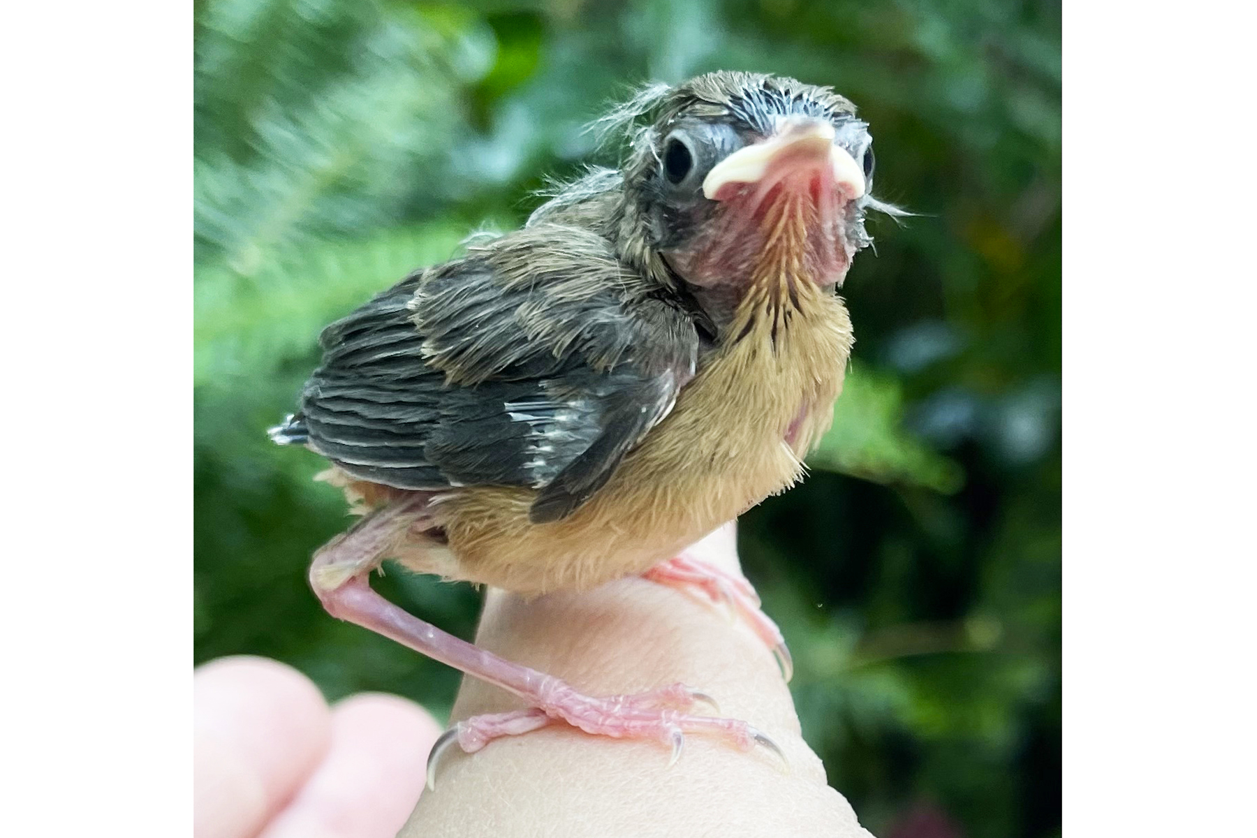 A common yellowthroat chick is perched on a keeper's hand in the Bird House's Coffee Farm aviary.