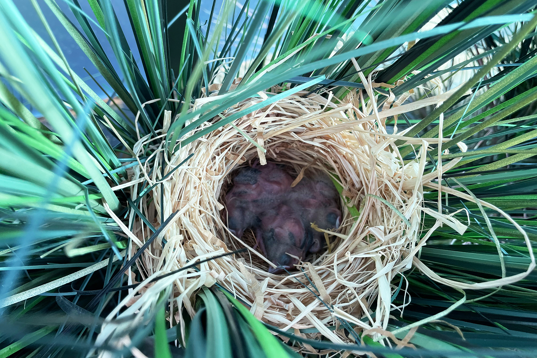 A red-winged blackbird nest with seven chicks.