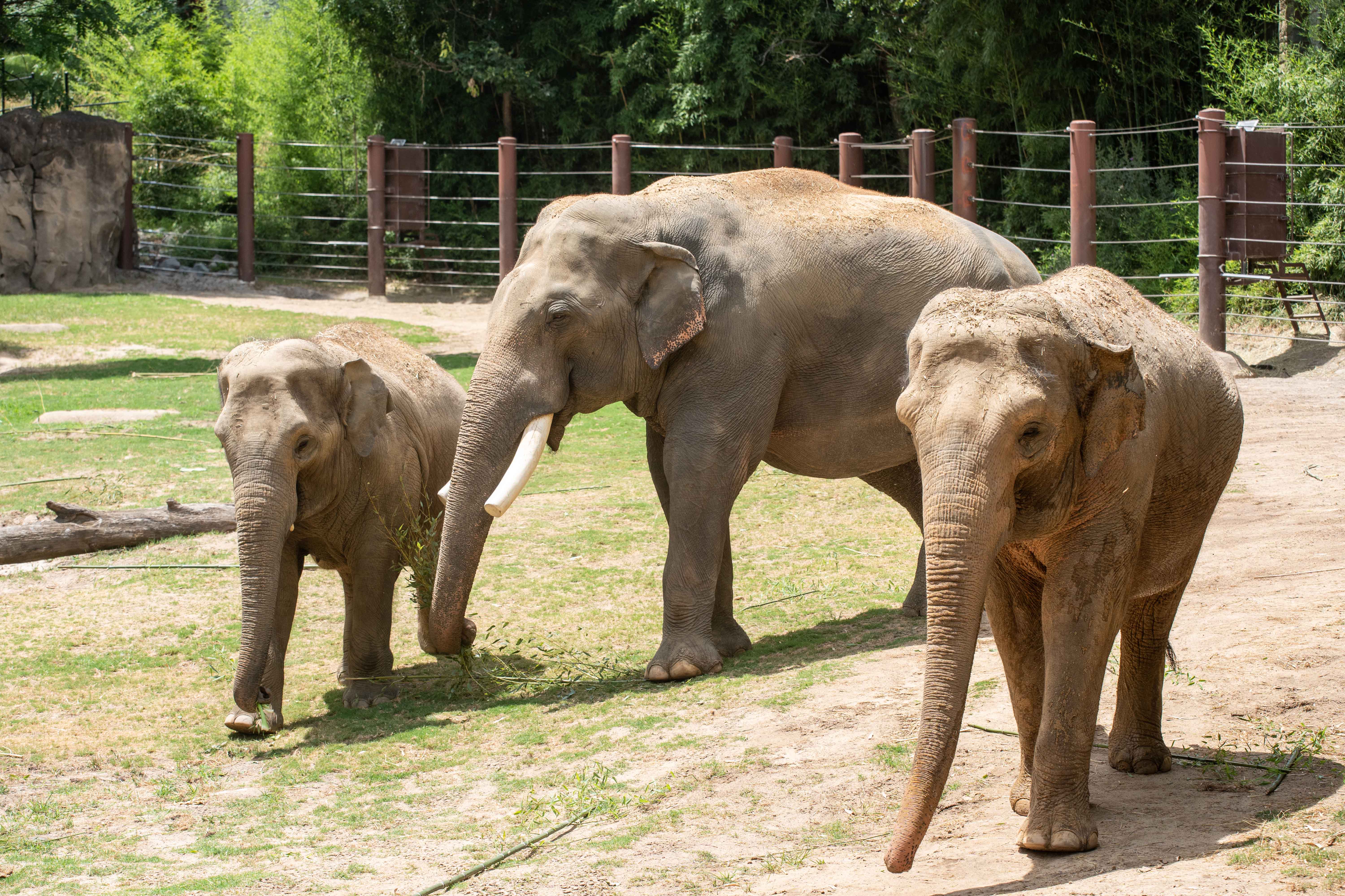 Asian elephants Nhi Linh (left), Spike (middle) and Trong Nhi (right) explore their outdoor habitat. 