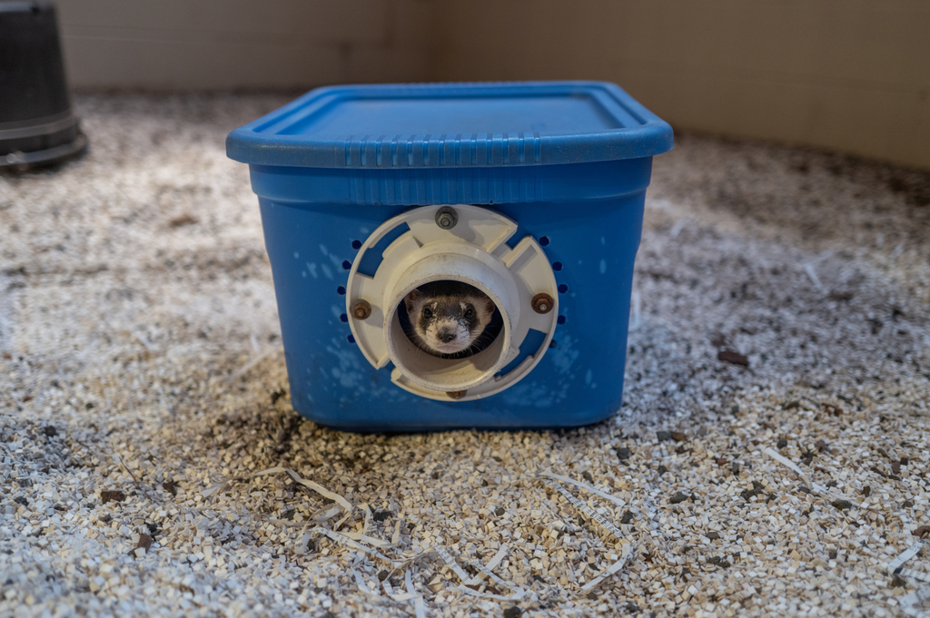 A ferret's face can be seen emerging from a blue tub with a hole in it.