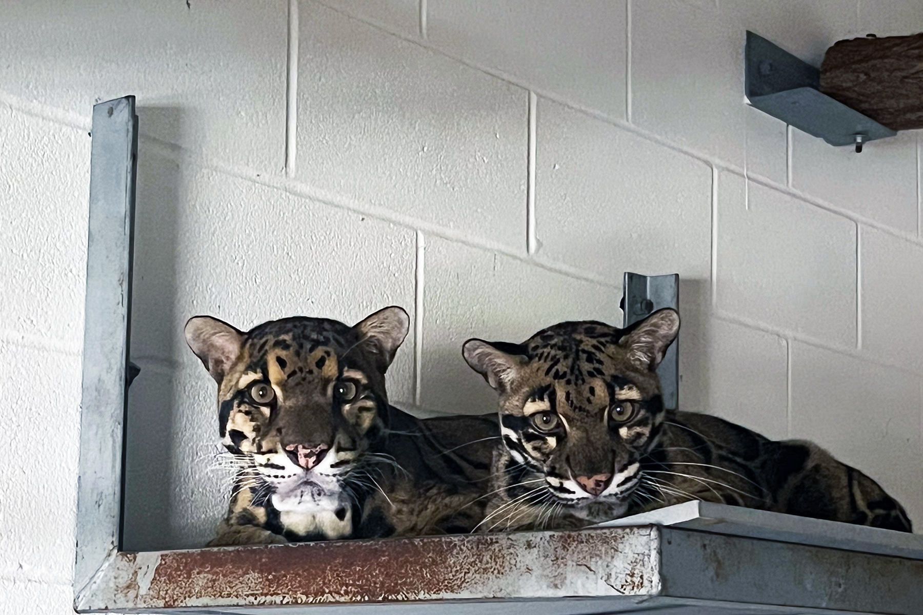 Clouded leopards Masala (left) and Tikka snuggle together in their indoor habitat at the Smithsonian Conservation Biology Institute.