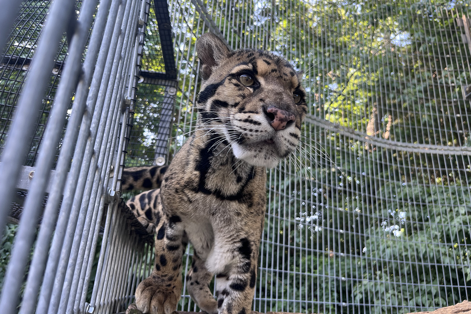 Clouded leopard Masala in his outdoor enclosure at the Smithsonian Conservation Biology Institute.