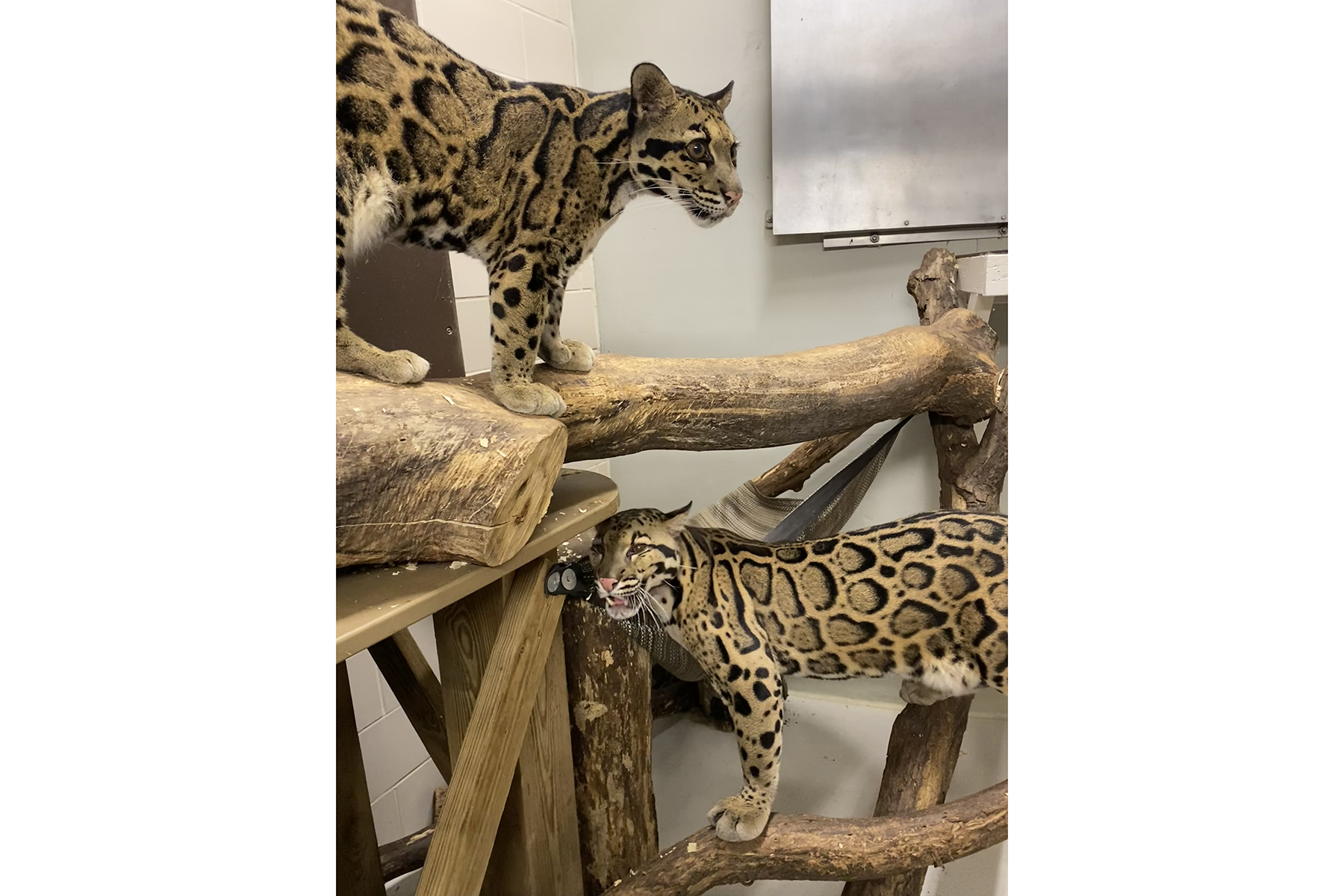 Clouded leopard Jilian and Paitoon play on the climbing structure in their indoor enclosure.