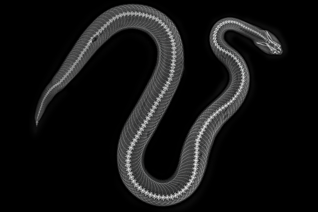 X-ray image of a Mexican lanceheaded rattlesnake