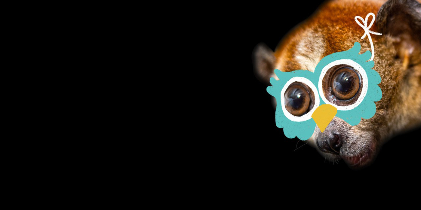 A pygmy slow loris wearing a cute illustrated owl mask.