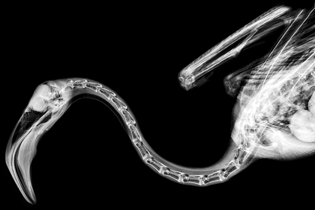 X-ray image of a flamingo