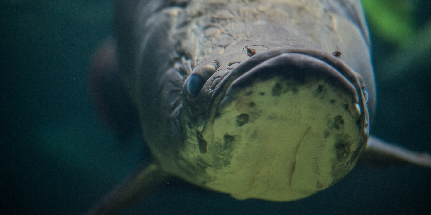 Front view of an arapaima's head.