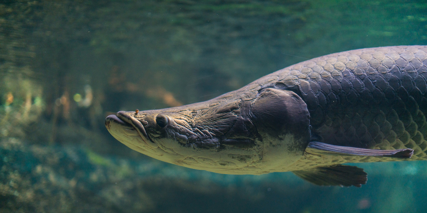 Closeup of the head of the arapaima. Its mouth is somewhat upturned, which is an adaptation that enables surface feeding.