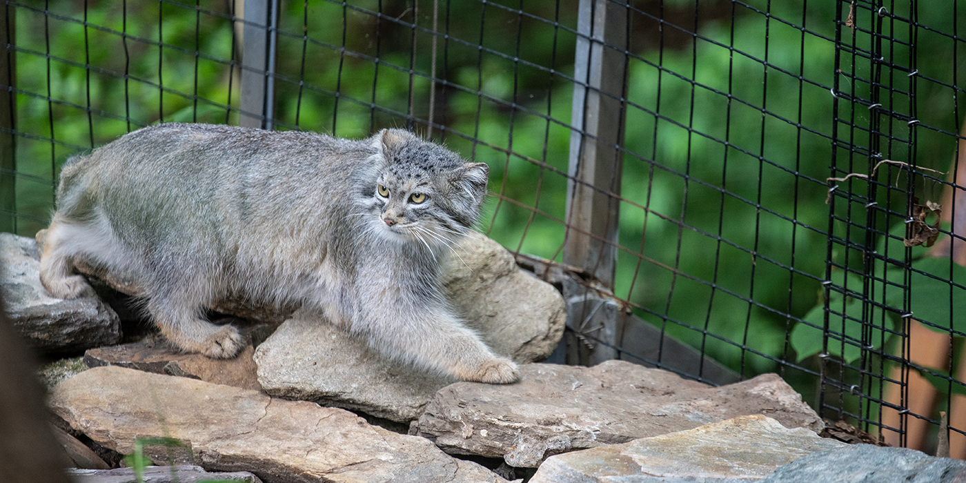 Pallas's cat walks along some rockwork.