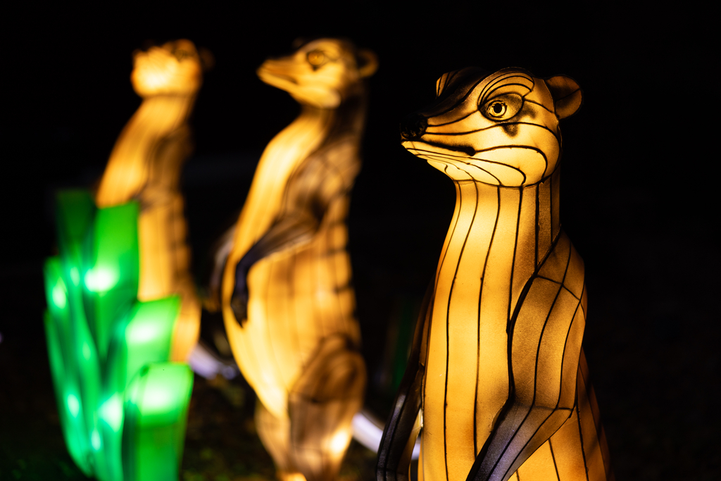 Meerkat lantern lights for Zoolights