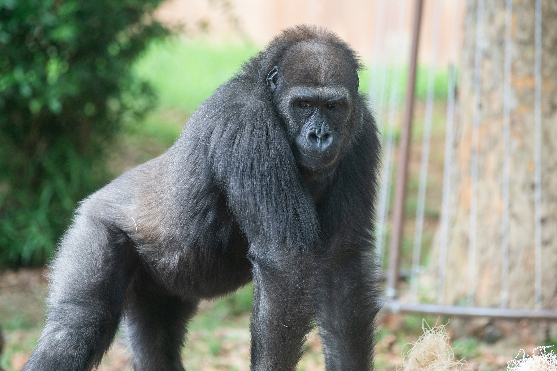 Western lowland gorilla Kibibi