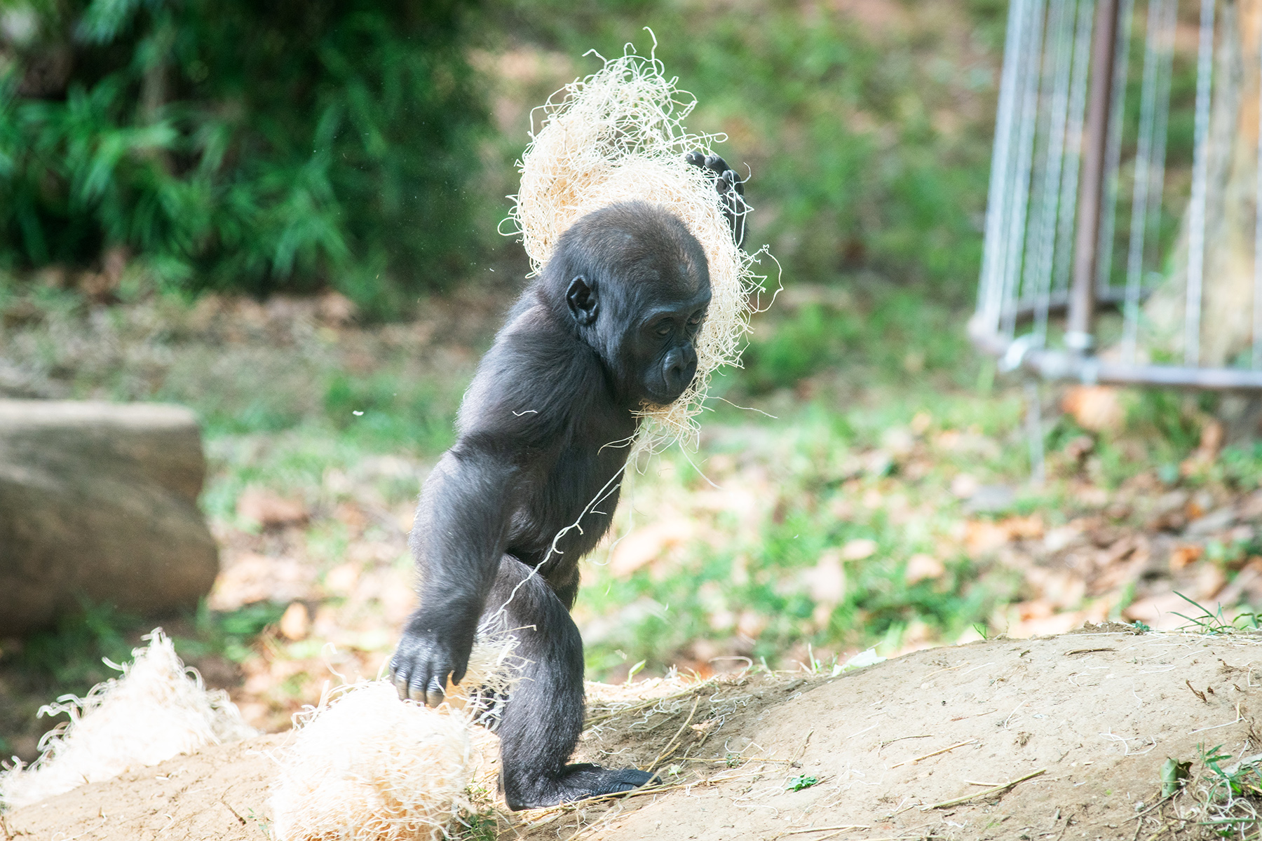 Western lowland gorilla Zahra plays with an armful of hay in the gorillas' outdoor habitat.