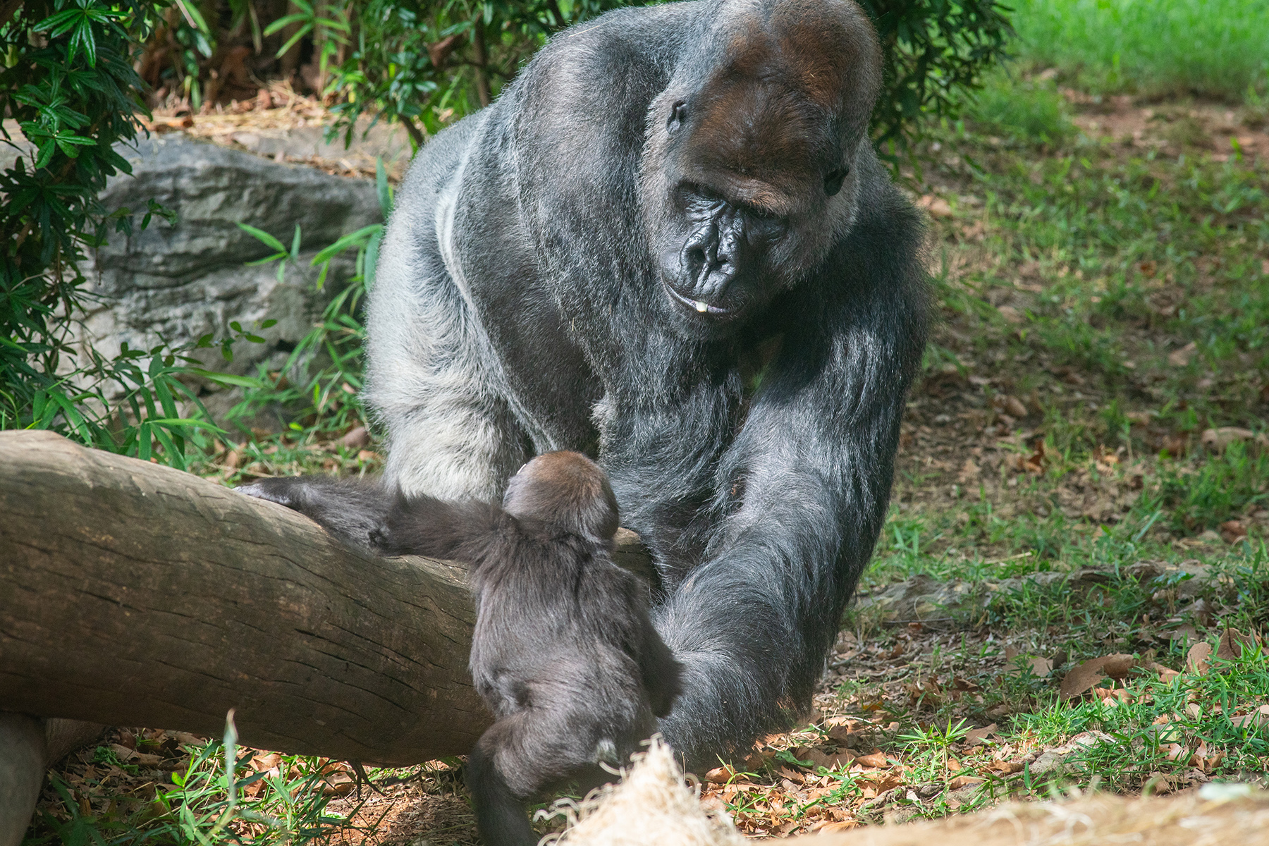 Western lowland gorilla Baraka forages as his daughter Zahra (foreground) watches intently.