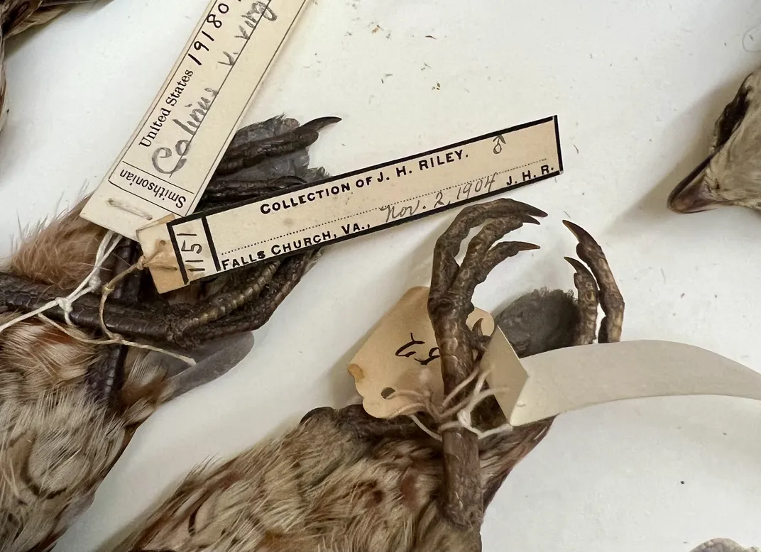 Close up photo of tagged bird specimens. The image shows paper tags on deceased birds' legs, showing species names, dates and locations. The birds were preserved in 1904.