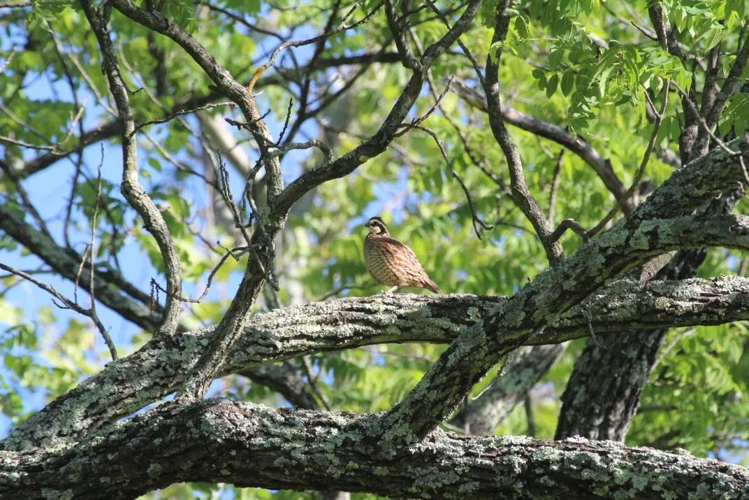 Photo of a small quail perched in the branches of a tree.