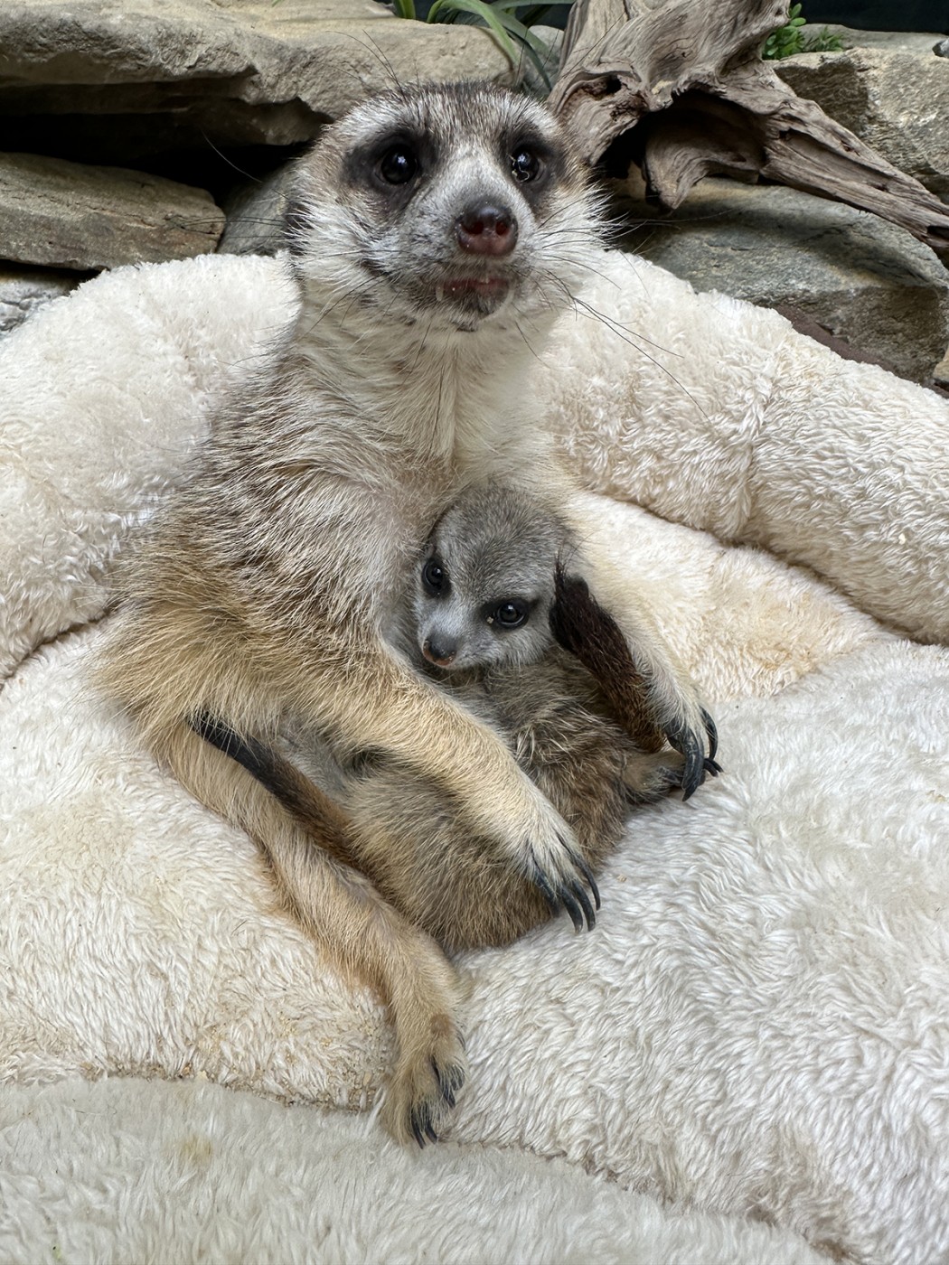 A meerkat mom and pup snuggle together in a bed.