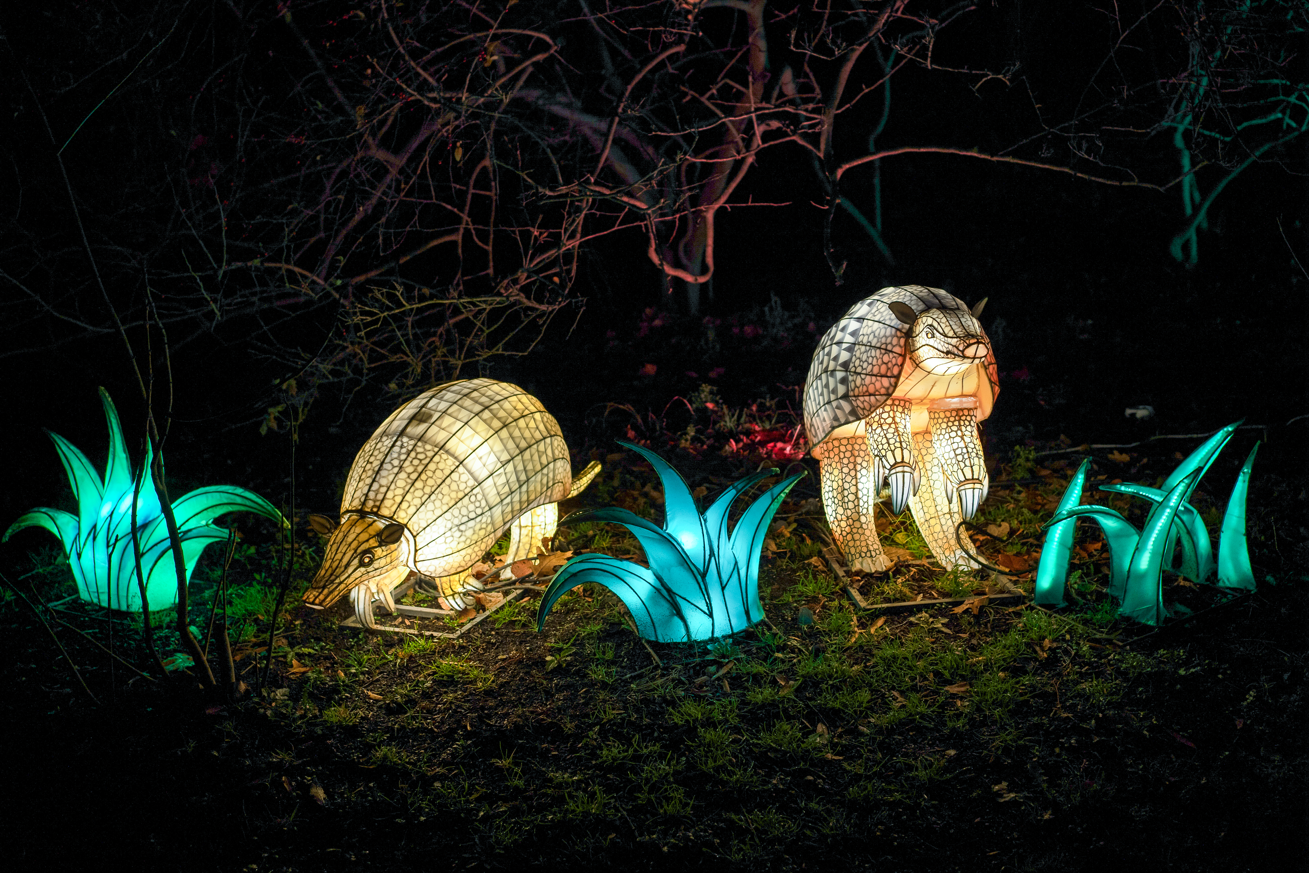 An armadillo lantern display at the 2023 Zoo Lights event at the Smithsonian's National Zoo. 