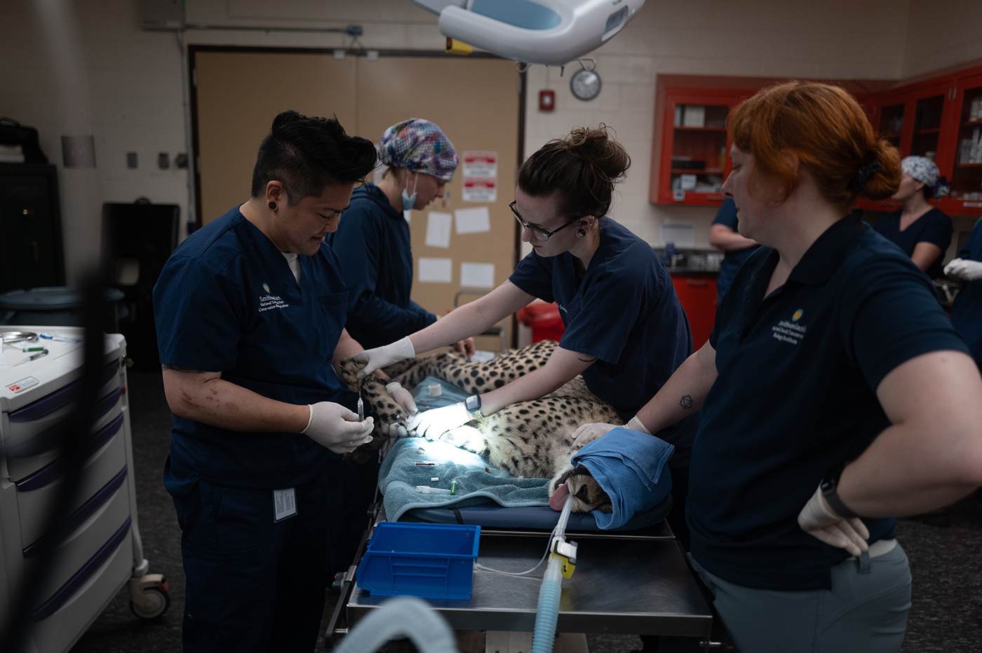 Smithsonian veterinary staff prepare a sedated Freya for her operation