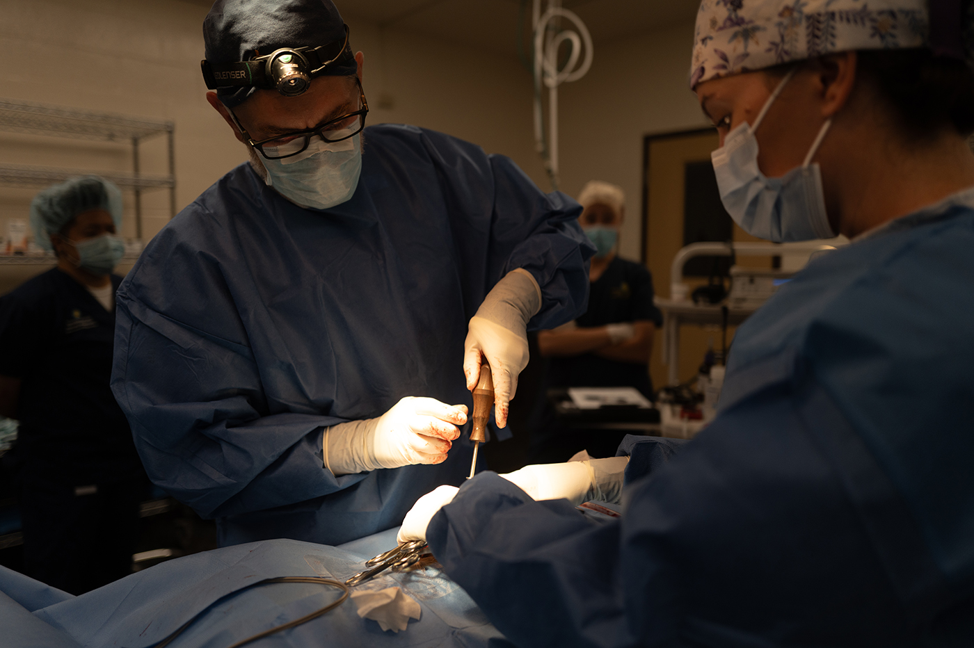 Two veterinary surgeons in protective gear operate on a cheetah