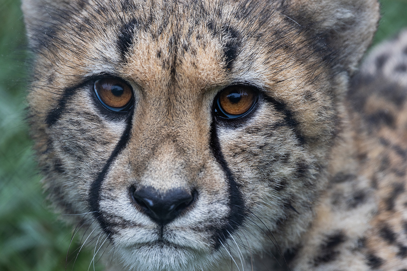 Closeup of 11-month old Freya