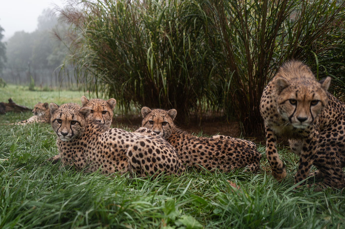 Four cubs look at the camera while resting on a grassy field with a big stand of grass behind them.