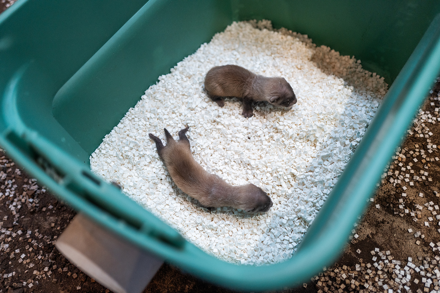 A pair of newborn black-footed ferrets in a green tub.