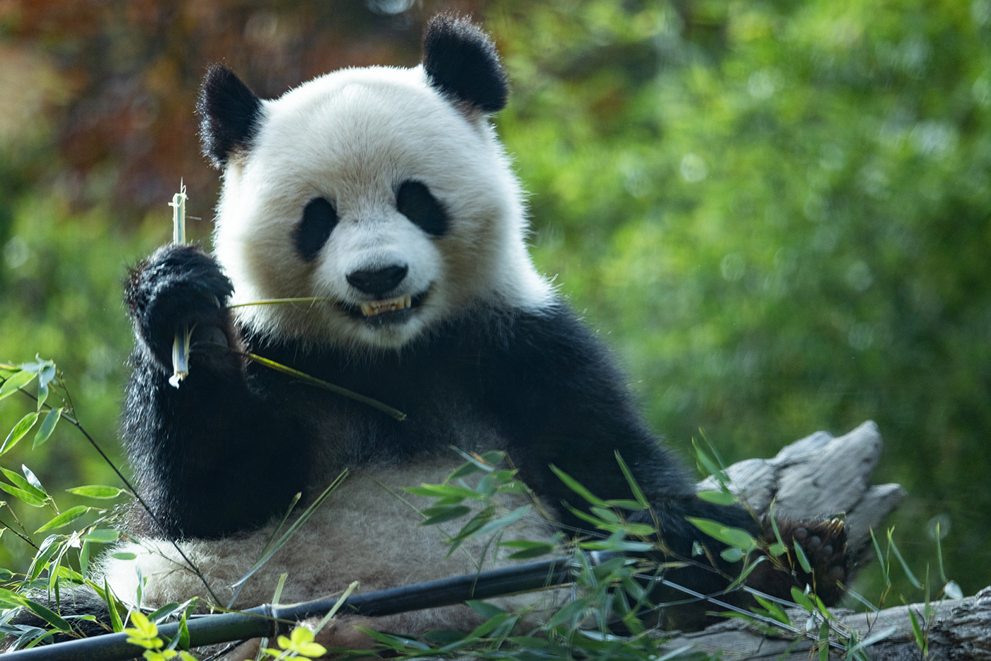 A panda crunches into a bamboo stalk.