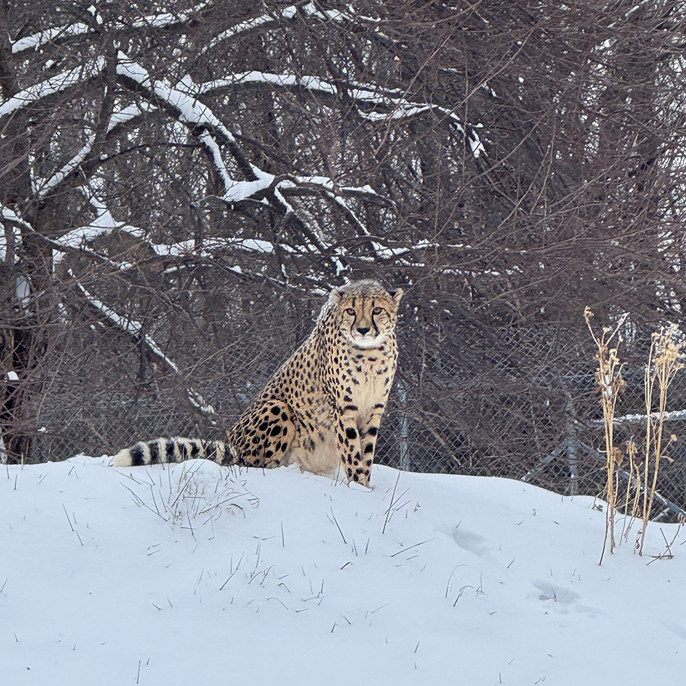 A spotted cheetah perches atop a snow-covered hill.