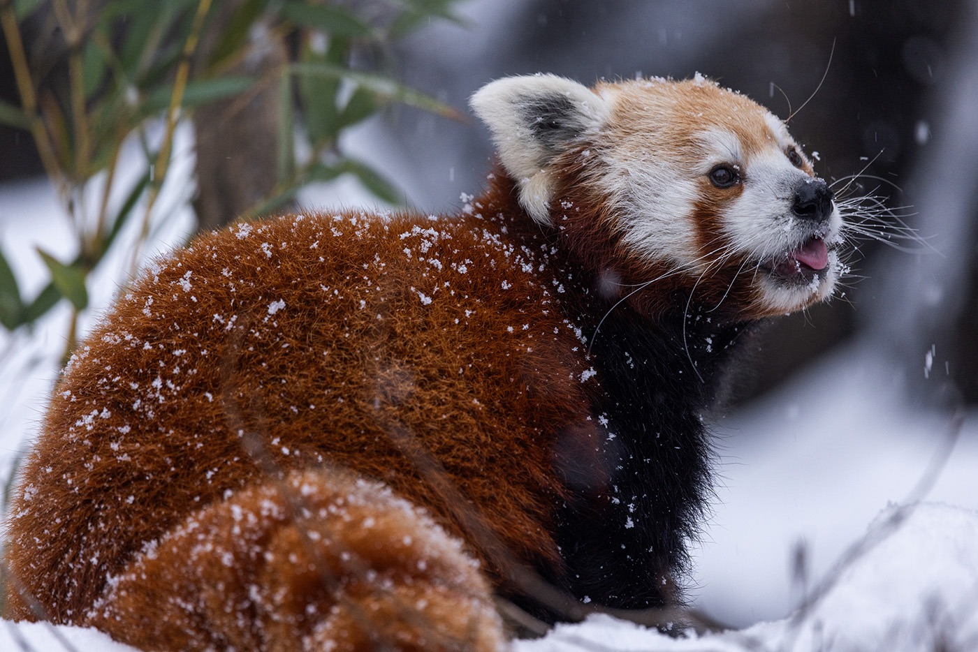 Red panda sticks its tongue out while playing in snow.