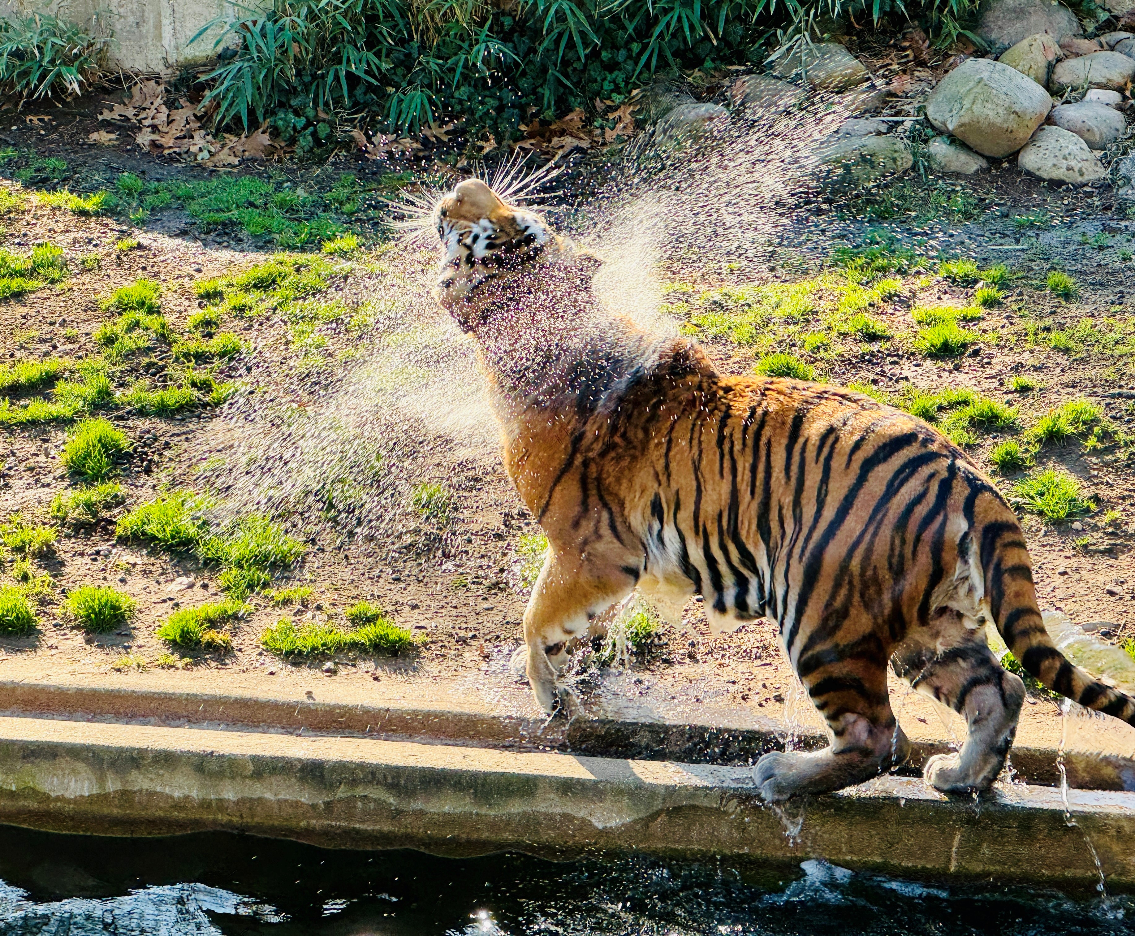 A tiger shakes water off his body.