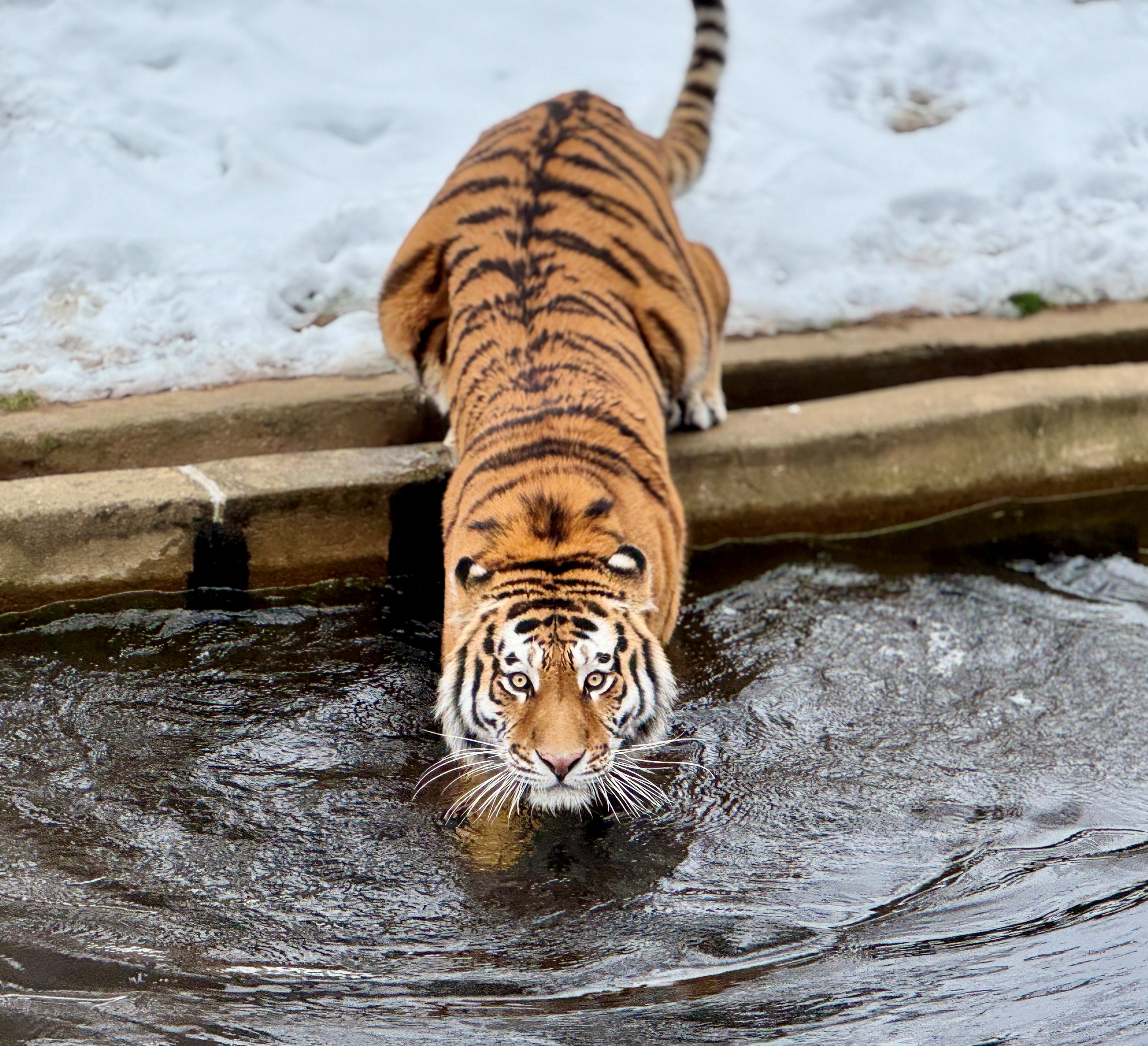 A tiger on exhibit dips his paws into water.