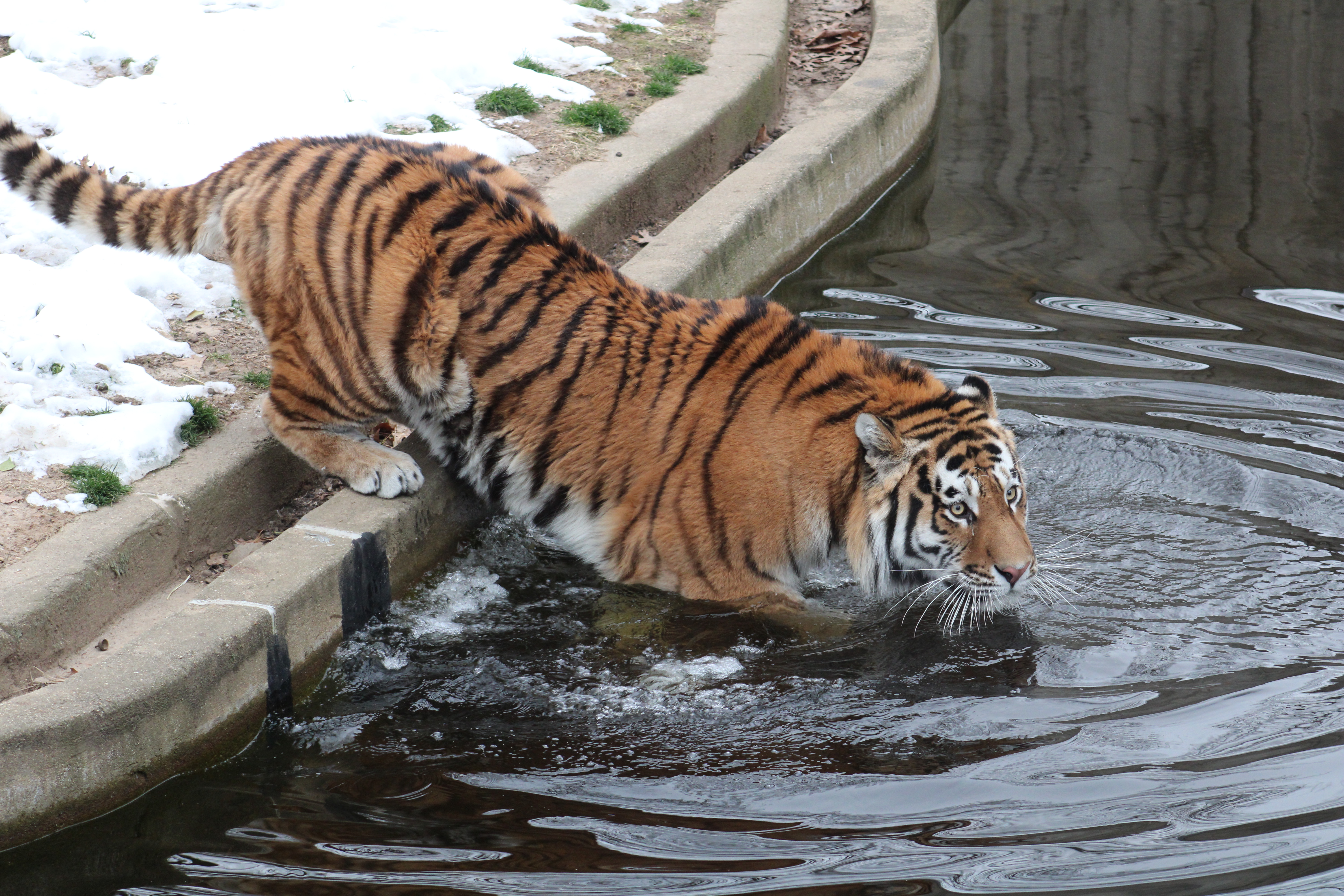 Tiger wading into water.