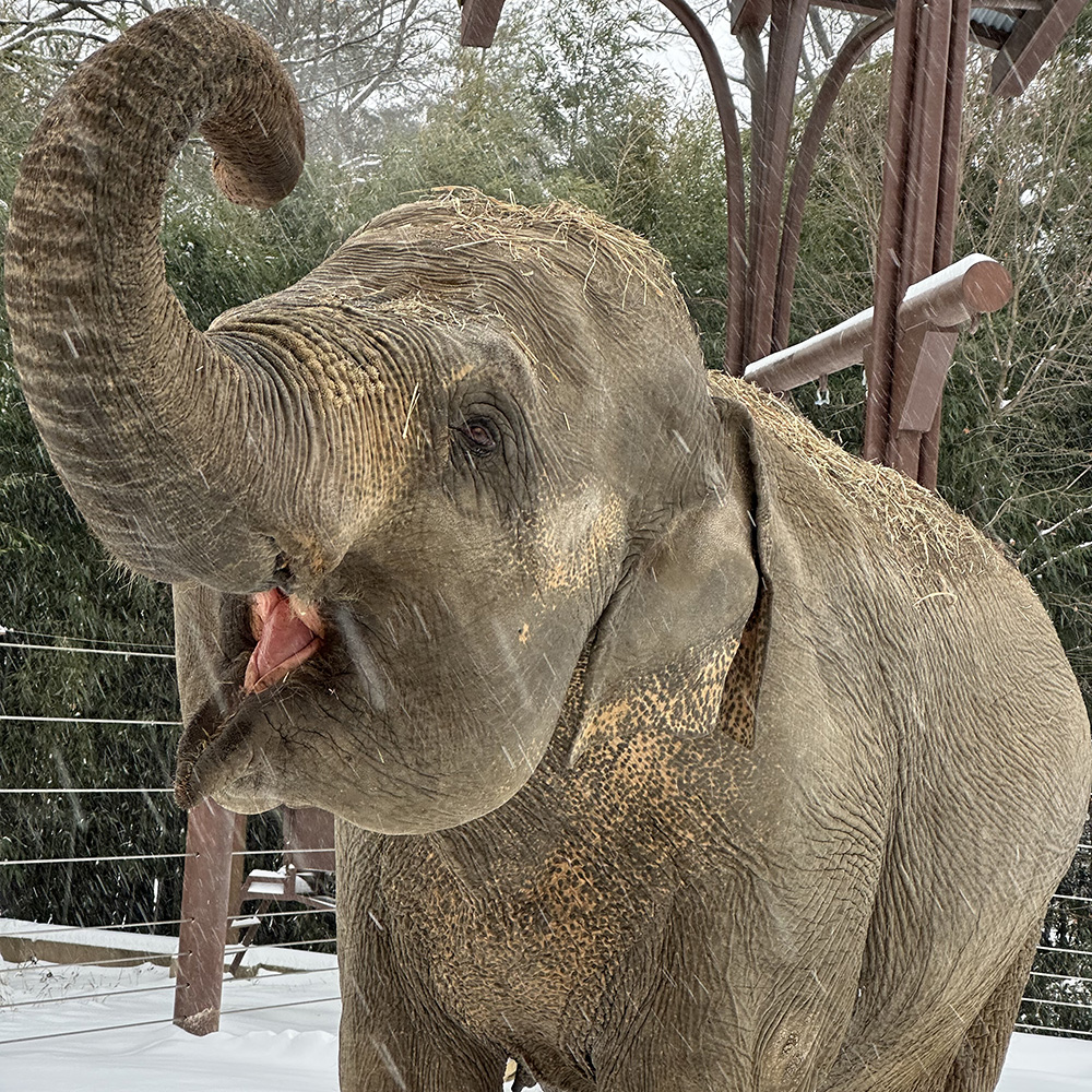 Asian elephant raises its trunk while standing in the snow.