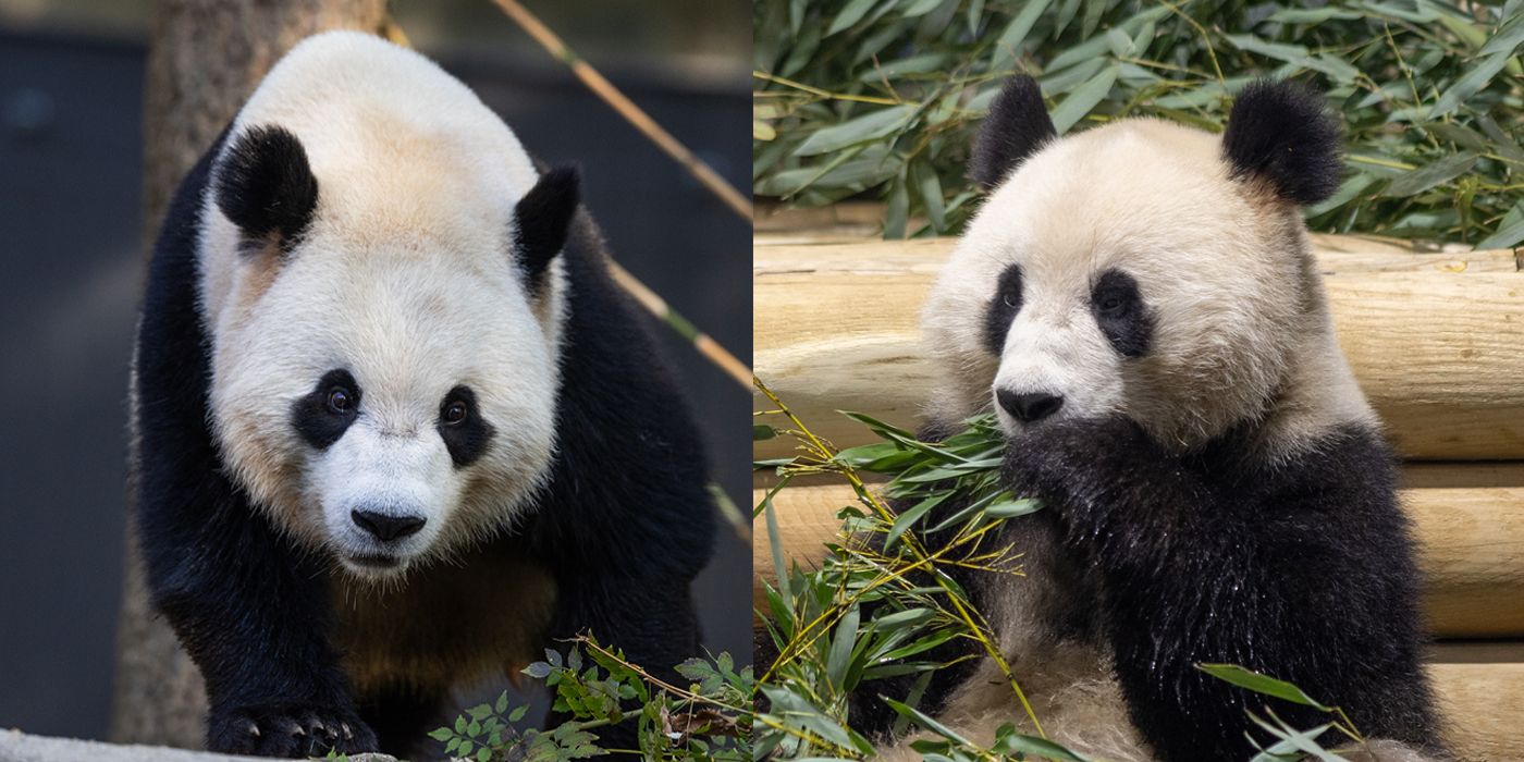 Side-by-side pictures of Bao Li and Qing Bao.