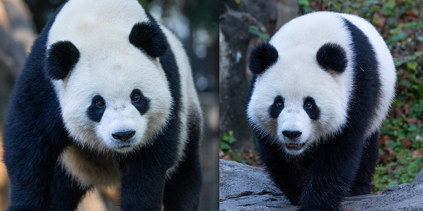 Side-by-side shots of Bao Li and Qing Bao.